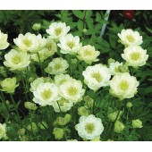 Купальница Trollius Alabaster